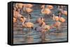 Greater Flamingoes (Phoenicopterus Ruber) and Lesser Flamingoes (Phoenicopterus Minor)-Ann and Steve Toon-Framed Stretched Canvas