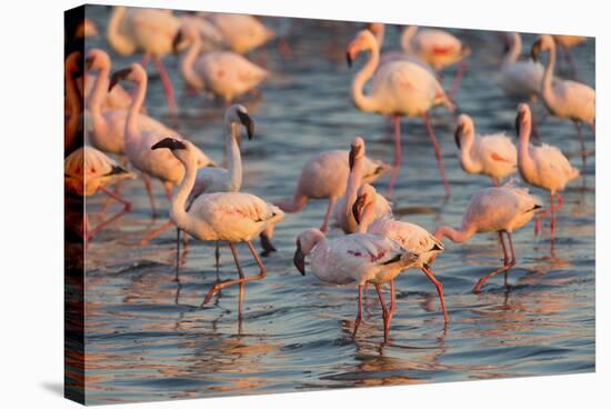 Greater Flamingoes (Phoenicopterus Ruber) and Lesser Flamingoes (Phoenicopterus Minor)-Ann and Steve Toon-Stretched Canvas