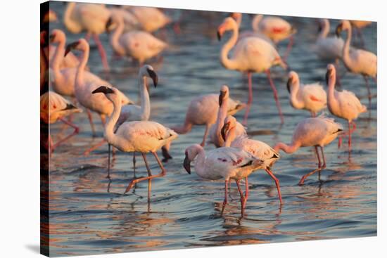 Greater Flamingoes (Phoenicopterus Ruber) and Lesser Flamingoes (Phoenicopterus Minor)-Ann and Steve Toon-Stretched Canvas