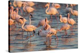 Greater Flamingoes (Phoenicopterus Ruber) and Lesser Flamingoes (Phoenicopterus Minor)-Ann and Steve Toon-Stretched Canvas