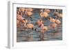 Greater Flamingoes (Phoenicopterus Ruber) and Lesser Flamingoes (Phoenicopterus Minor)-Ann and Steve Toon-Framed Photographic Print