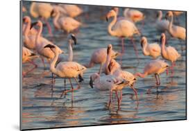 Greater Flamingoes (Phoenicopterus Ruber) and Lesser Flamingoes (Phoenicopterus Minor)-Ann and Steve Toon-Mounted Photographic Print