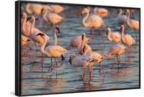 Greater Flamingoes (Phoenicopterus Ruber) and Lesser Flamingoes (Phoenicopterus Minor)-Ann and Steve Toon-Framed Photographic Print