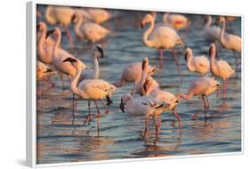 Greater Flamingoes (Phoenicopterus Ruber) and Lesser Flamingoes (Phoenicopterus Minor)-Ann and Steve Toon-Framed Photographic Print