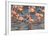 Greater Flamingoes (Phoenicopterus Ruber) and Lesser Flamingoes (Phoenicopterus Minor)-Ann and Steve Toon-Framed Photographic Print