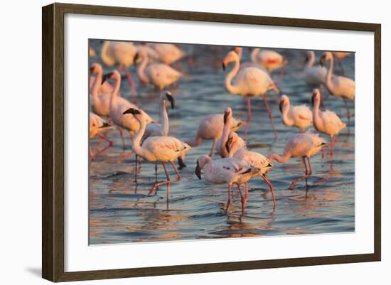 Greater Flamingoes (Phoenicopterus Ruber) and Lesser Flamingoes (Phoenicopterus Minor)-Ann and Steve Toon-Framed Photographic Print