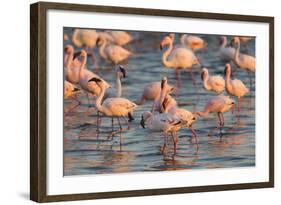 Greater Flamingoes (Phoenicopterus Ruber) and Lesser Flamingoes (Phoenicopterus Minor)-Ann and Steve Toon-Framed Photographic Print