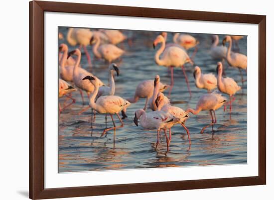 Greater Flamingoes (Phoenicopterus Ruber) and Lesser Flamingoes (Phoenicopterus Minor)-Ann and Steve Toon-Framed Photographic Print