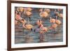 Greater Flamingoes (Phoenicopterus Ruber) and Lesser Flamingoes (Phoenicopterus Minor)-Ann and Steve Toon-Framed Photographic Print