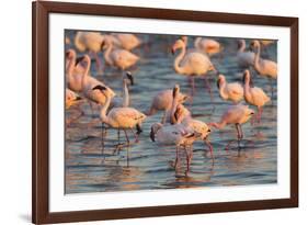 Greater Flamingoes (Phoenicopterus Ruber) and Lesser Flamingoes (Phoenicopterus Minor)-Ann and Steve Toon-Framed Photographic Print