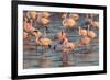 Greater Flamingoes (Phoenicopterus Ruber) and Lesser Flamingoes (Phoenicopterus Minor)-Ann and Steve Toon-Framed Photographic Print