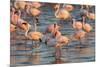 Greater Flamingoes (Phoenicopterus Ruber) and Lesser Flamingoes (Phoenicopterus Minor)-Ann and Steve Toon-Mounted Photographic Print