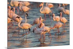 Greater Flamingoes (Phoenicopterus Ruber) and Lesser Flamingoes (Phoenicopterus Minor)-Ann and Steve Toon-Mounted Photographic Print