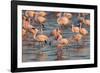 Greater Flamingoes (Phoenicopterus Ruber) and Lesser Flamingoes (Phoenicopterus Minor)-Ann and Steve Toon-Framed Photographic Print