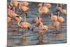 Greater Flamingoes (Phoenicopterus Ruber) and Lesser Flamingoes (Phoenicopterus Minor)-Ann and Steve Toon-Mounted Photographic Print