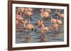 Greater Flamingoes (Phoenicopterus Ruber) and Lesser Flamingoes (Phoenicopterus Minor)-Ann and Steve Toon-Framed Photographic Print