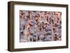 Greater Flamingoes (Phoenicopterus Ruber) and Lesser Flamingoes (Phoenicopterus Minor)-Ann and Steve Toon-Framed Photographic Print