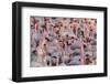 Greater Flamingoes (Phoenicopterus Ruber) and Lesser Flamingoes (Phoenicopterus Minor)-Ann and Steve Toon-Framed Photographic Print