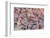 Greater Flamingoes (Phoenicopterus Ruber) and Lesser Flamingoes (Phoenicopterus Minor)-Ann and Steve Toon-Framed Photographic Print