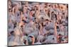 Greater Flamingoes (Phoenicopterus Ruber) and Lesser Flamingoes (Phoenicopterus Minor)-Ann and Steve Toon-Mounted Photographic Print
