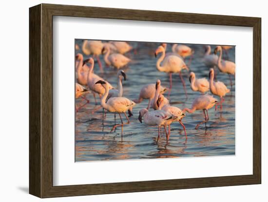 Greater Flamingoes (Phoenicopterus Ruber) and Lesser Flamingoes (Phoenicopterus Minor)-Ann and Steve Toon-Framed Photographic Print