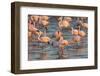 Greater Flamingoes (Phoenicopterus Ruber) and Lesser Flamingoes (Phoenicopterus Minor)-Ann and Steve Toon-Framed Photographic Print