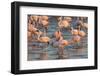 Greater Flamingoes (Phoenicopterus Ruber) and Lesser Flamingoes (Phoenicopterus Minor)-Ann and Steve Toon-Framed Photographic Print