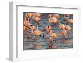 Greater Flamingoes (Phoenicopterus Ruber) and Lesser Flamingoes (Phoenicopterus Minor)-Ann and Steve Toon-Framed Photographic Print