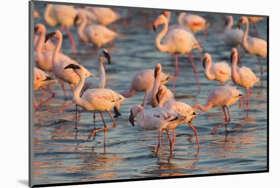 Greater Flamingoes (Phoenicopterus Ruber) and Lesser Flamingoes (Phoenicopterus Minor)-Ann and Steve Toon-Mounted Photographic Print