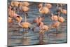 Greater Flamingoes (Phoenicopterus Ruber) and Lesser Flamingoes (Phoenicopterus Minor)-Ann and Steve Toon-Mounted Photographic Print