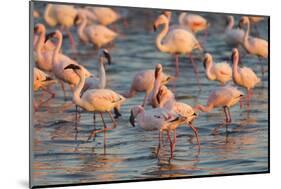 Greater Flamingoes (Phoenicopterus Ruber) and Lesser Flamingoes (Phoenicopterus Minor)-Ann and Steve Toon-Mounted Photographic Print