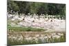 Greater Flamingoes (Phoenicopterus Ruber)-Markus Lange-Mounted Photographic Print