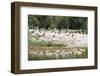 Greater Flamingoes (Phoenicopterus Ruber)-Markus Lange-Framed Photographic Print