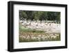 Greater Flamingoes (Phoenicopterus Ruber)-Markus Lange-Framed Photographic Print