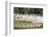 Greater Flamingoes (Phoenicopterus Ruber)-Markus Lange-Framed Photographic Print