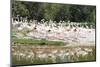 Greater Flamingoes (Phoenicopterus Ruber)-Markus Lange-Mounted Photographic Print