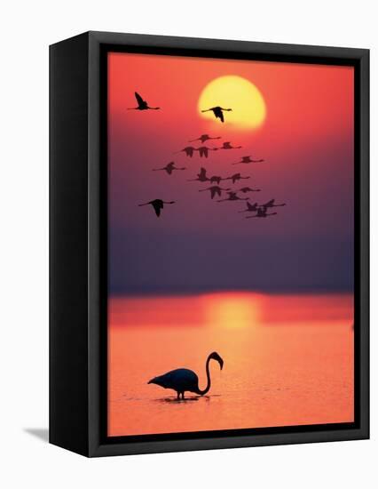 Greater Flamingos at Sunset-null-Framed Stretched Canvas