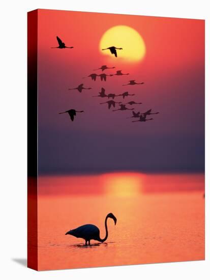 Greater Flamingos at Sunset-null-Stretched Canvas