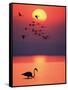 Greater Flamingos at Sunset-null-Framed Stretched Canvas