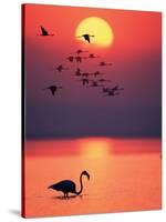 Greater Flamingos at Sunset-null-Stretched Canvas