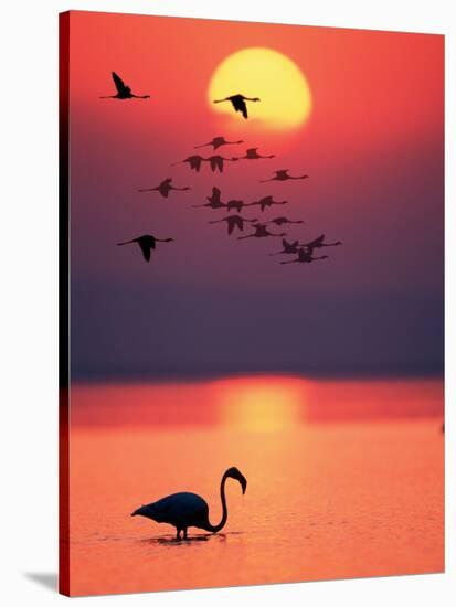 Greater Flamingos at Sunset-null-Stretched Canvas