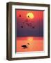 Greater Flamingos at Sunset-null-Framed Premium Photographic Print