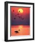 Greater Flamingos at Sunset-null-Framed Premium Photographic Print