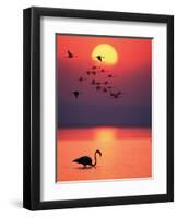 Greater Flamingos at Sunset-null-Framed Photographic Print