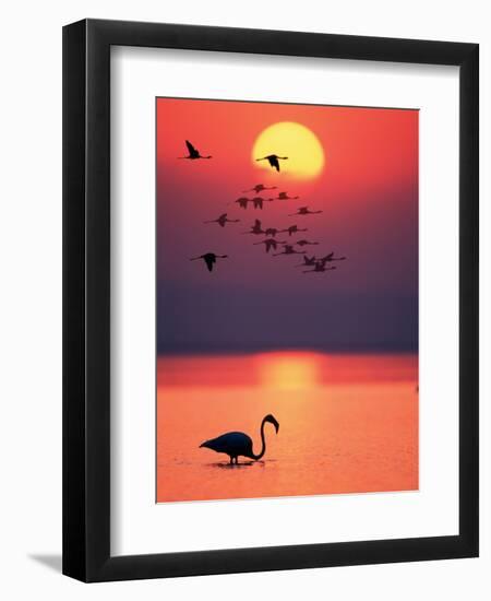 Greater Flamingos at Sunset-null-Framed Photographic Print