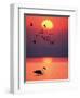 Greater Flamingos at Sunset-null-Framed Photographic Print