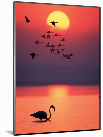 Greater Flamingos at Sunset-null-Mounted Photographic Print