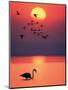 Greater Flamingos at Sunset-null-Mounted Photographic Print