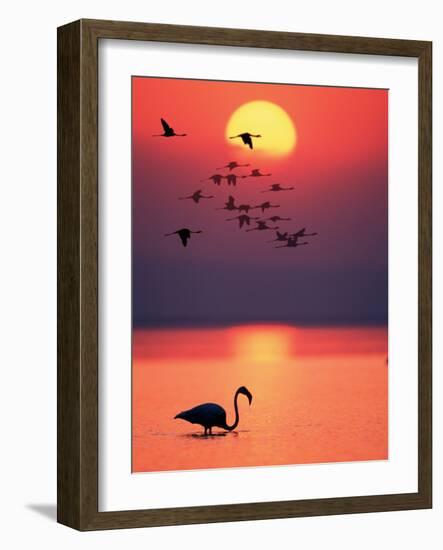 Greater Flamingos at Sunset-null-Framed Photographic Print