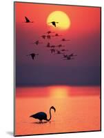 Greater Flamingos at Sunset-null-Mounted Photographic Print